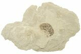 Detailed Fossil Weevil (Snout Beetle) - Green River Formation #242695-1